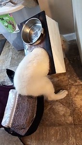 Puppy Finds Himself in Quite the Predicament