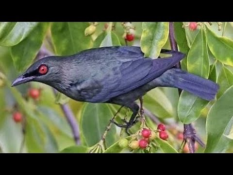 Asian glossy starling (Aplonis panayensis) | sound | call | song