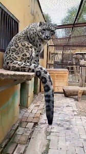 The secret to the old snow leopard's longevity #animals #reels #leopard | Rian Ct