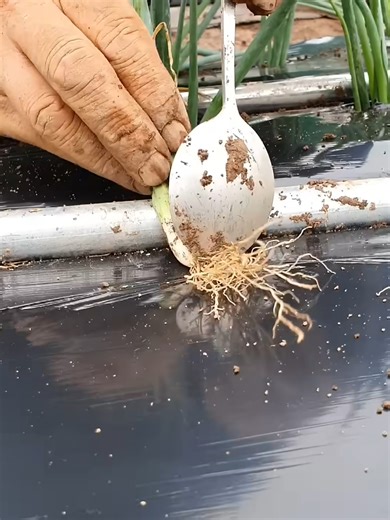 Easy and Fast Digging for Growing Green Onions