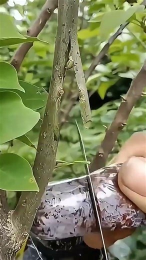 The Secret Plant Propagation Hack How to Clone Any Tree Fast#gardening #plantpropagation#airlayering