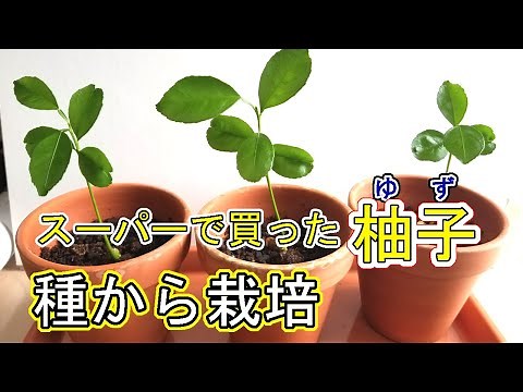スーパーで買った ゆずの種から栽培しよう