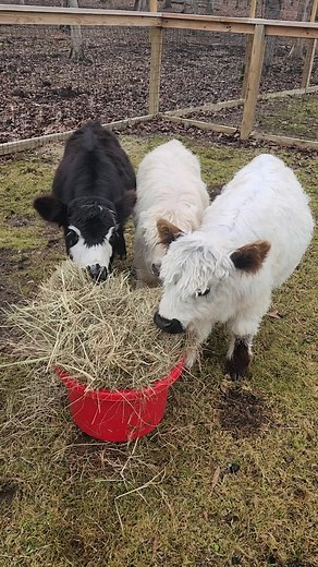 Grass Puppies on TikTok