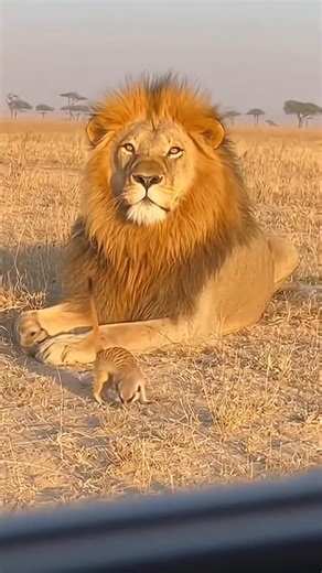 Tourists Record Hilarious Safari Scene | Laugh Crime