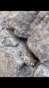 The cutest Canyon Tree Frog. Just minding his business. (Dalton took these videos just for me) | Kathryn Dover | Facebook