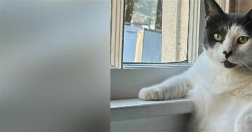 'Liberated' fat cat Patches is 'no longer relegated to the floor' after new weight loss milestone