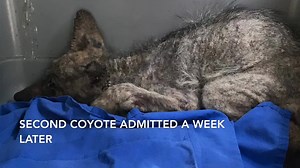 2.5K views · 259 reactions | Sibling Coyotes Reunited, Rehabilitated...