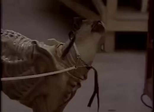 Para "Alien 3" (1992) intentaron vestir a un perro de raza Whippet con un traje de xenomorfo que incluía cola y espinas dorsales. Aunque el disfraz se veía bien cuando el perro estaba quieto, al empezar a correr, el movimiento era típicamente canino y divertido, en lugar de aterrador. Las grabaciones eran tan cómicas que el equipo de producción estallaba en risas al verlas.