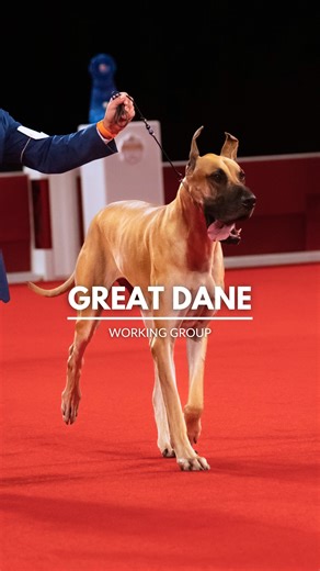 These gentle giants may look intimidating, but the truth is they're easy-going and at times can be total clowns. Anyone looking to bring a Great Dane into their home needs to be committed to having a breed of such stature. | American Kennel Club