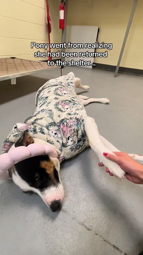 Pony's Heartwarming Adoption Journey Celebration