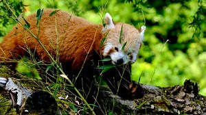Panda, Red Panda, Animal. Free Stock Video