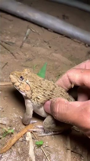 Funny frogs Catching |Wep wep catching frogsfunny |boing catch frogs make you laugh #shortsfeed