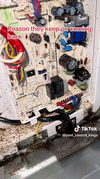 Pest Control Kings: Expert Solutions in Pretoria