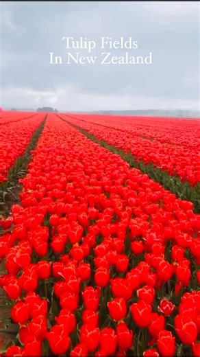 Best time to see tulips in New Zealand is October . And Edendale is the best place to see them 🌷🌷🫶 | Banun In New Zealand