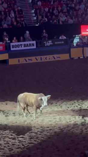 Montana Pro Rodeo Circuit on Instagram: "This is a proud moment for Montana and for Sankey Rodeo. Magic Touch being the high marked bull on the Wednesday night perf ... Magic Touch (H19), a striking red bull with a white face, was named the 2025 PRCA Bucking Bull of the Year, a major honor for Phenom Genetics and Sankey Pro Rodeo. Known for his powerful, consistent, and rider-friendly style, Magic Touch became the first bull from a Montana-based contractor to win this prestigious award, marking 