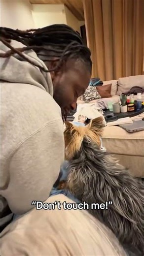 Don’t touch me! 😅👹 #dogshorts #funny #puppy #yorkie #cute