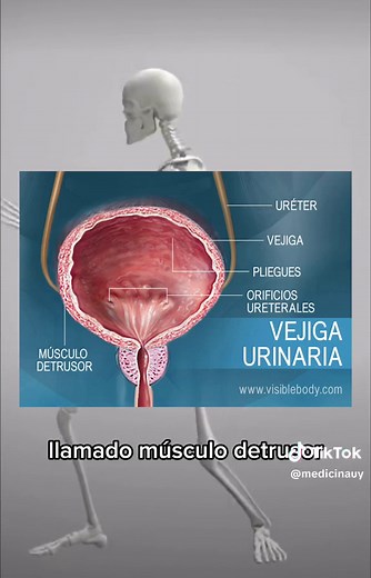 Todo sobre la vejiga urinaria y su función