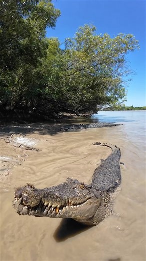 212K views · 10K reactions | The King and one of his fair maidens  Casanova and Split Lip Saltwater Crocodiles Northern Territory Croc Country Australia | Wildman Adventures | Facebook