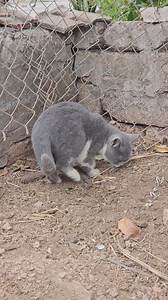 24K views · 980 reactions | Too cute to handle! 懶 #CatVideos #FluffyBaby | Tabby Paws | Facebook