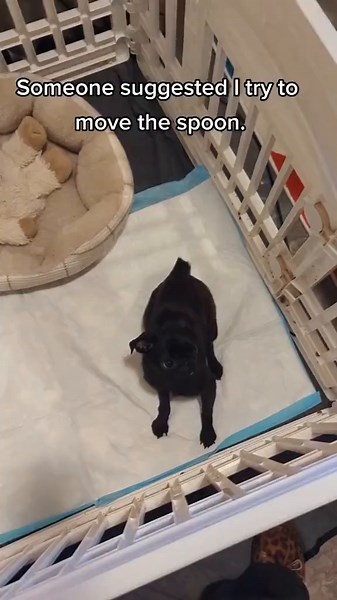 Puppet the Pug (@puppetpug) - #spoon #cuteanimals #puppy #pug | pug