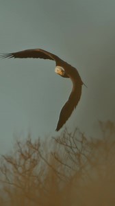What did this bald eagle catch in the water?? #baldeagle #baldeagles #baldeaglesofinstagram #baldeaglephotography #baldeagle_lovers #baldeaglesighting #natgeo #hudsonriver #mohawkriver #canon #r5c #canonr5c #wildlifephotography #wildlife #wildlifecinematography #newyork #elite_raptors #birdsofprey #eagle #canonusa #discovery #bestbirdshots #earthcapture #topaz #yourshotphotographer | Mike Lemery Films