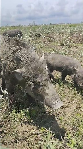 Incredible Animals in Nature: A Journey Through Wildlife Wonders 🌍🐾,trending ,wild animalsanimals