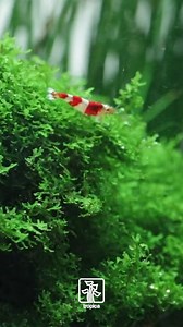 4.9K views · 102 reactions | Relaxing Bee Shrimp 戀⛱ | Tropica Aquarium Plants | Facebook