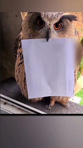 Harry Potter Vibes! Owl Delivered a Letter 😱