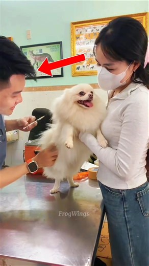 The Kindest Vet You’ll Ever See 🐶#usa