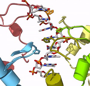 Scientists see the first steps of DNA unwinding