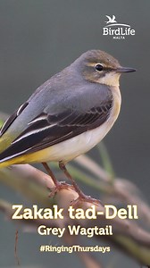 Meet the Grey Wagtail (Zakak tad-Dell) the least common yet one of the most elegant wagtails visiting Malta annually. With its striking long tail and flashes of yellow, this shy species is most often spotted along streams, springs, and under valley bridges during winter. Keep an eye out for this graceful visitor on your next walk near freshwater habitats. Footage by James Aquilina, Denis Cachia, Nicholas Galea, Aron Tanti, Mario V. Gauci, Ray Galea, Ondra Kauzál, and Shaun Isherwood. Edited by S