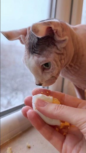 Cat Eats Egg #catvideo #sphynxcat