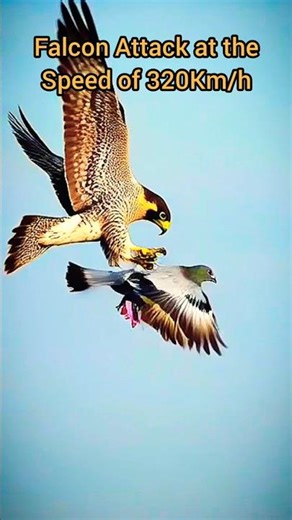 Mid-Air Strike: Falcon's Deadly Precision. #falconattack #falcon #pigeon #pigeonhunting #skyhunter