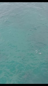 Pesca de Mutton Snapper en Dania Beach Pier. Todo sobre Pesca. Subscribers Todo sobre Pesca Todo sobre Pesca. Atlantis Fishing & Marine Supply #todosobrepesca | Todo sobre Pesca.