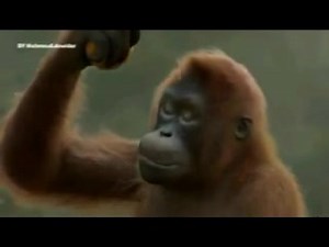 VID-20160530-WA0003[1]