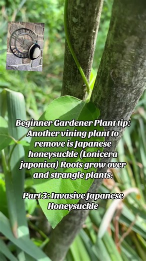Originally from China and Japan, this US invasive can often be mistaken for native honeysuckle. Although also a vine, the vines can grow thick and strong, crowding out other plants and damaging trees. Pull these when they are young and make sure you get the roots. Garden smart. #japanesehoneysuckle #invasiveplants #plants #beginnergardenertips #knowyourplants