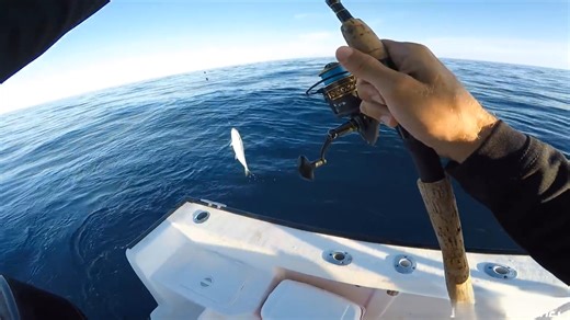 Watch what happens when I target triggerfish on a solo Florida Keys trip