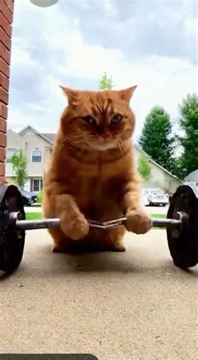 Gym Time for This Determined Cat Too Hilarious!
