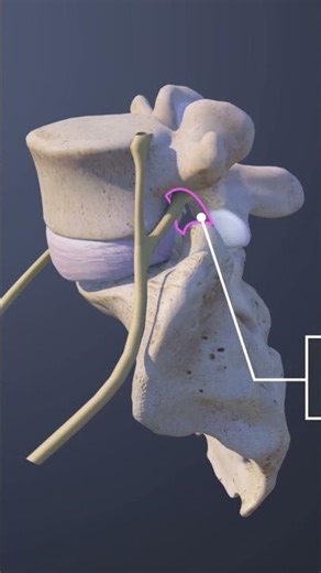 L5 Nerve Anatomy and Pathway: A Clear 3D Medical Animation
