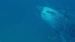 The whale shark, the biggest fish in the sea, is no threat to humans. They can grow up to 45ft and weigh upwards of 30,000lbs. Whale sharks have extremely tiny teeth, and despite their intimidating size are filter feeders eating only plankton, shrimp and small fish. Whale sharks are true gentle giants and with an awe-inspiring size and a beautiful patterned body and therefore are a popular shark to safely snorkel and dive with. In fact, they are the largest living creature on the planet that peo