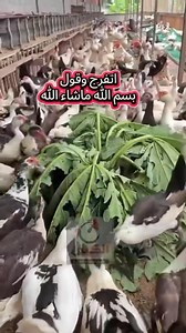 66K views · 268 reactions | لحظة أكل البط … شغل يومي بس نتيجته رزق وخير 閭 اتفرج وقول بسم الله ماشاء الله  #بط #مزارع #مربي_ناجح #يوميات_مربي | الكيان للإستثمار الداجني والحيواني | Facebook