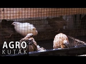 Agro Kutak 22 - Prepelice