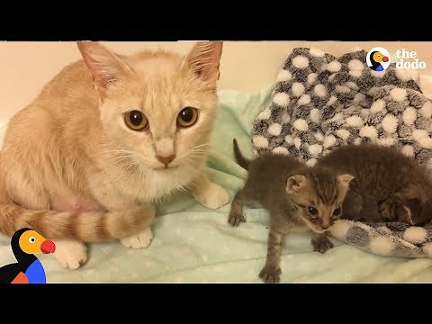 Cat Mom Nurses Orphaned Kittens | The Dodo