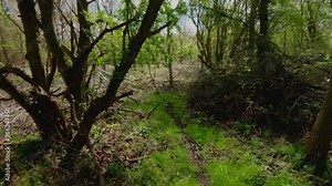 4k walking through dense deciduous woodland forests in English Spring. Leaves and flowers beginning to come alive and bloom on a sunny spring day