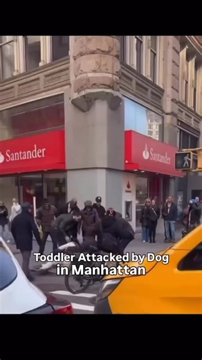 NA News24 on Instagram: "An innocent child was attacked by a dog right on the street in NYC. The dog grabbed on and would not let go. Thanks to bystanders, the child was freed though he was injured. Maybe this dog has never been aggressive before, maybe they have. If you have a dog who is aggressive it is your responsibility to keep others safe and keep them on a muzzle and in my professional opinion a dog that does this type of attack, a dog with this type of aggression does not belong in socie