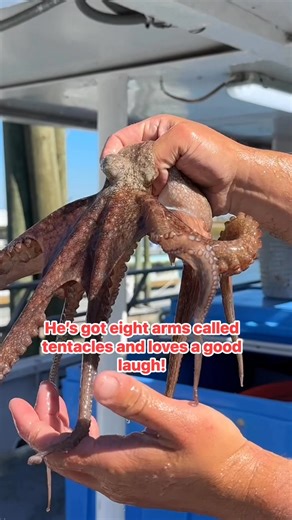 Today’s catch: Troy the Tickley Octopus! 🐙 He wasn’t shy about showing off those tentacles — or his dance moves! 💃🌊 Fun fact: Octopuses have thousands of tiny suction cups that help them explore, sense, and “tickle” everything they touch. #CrazySisterMarina #MurrellsInlet #Octopus #Sealife #WildlifeWednesday #Marinelife #OceanAdventure #FYPシ | Crazy Sister Marina