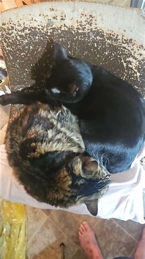 CAT TIRE