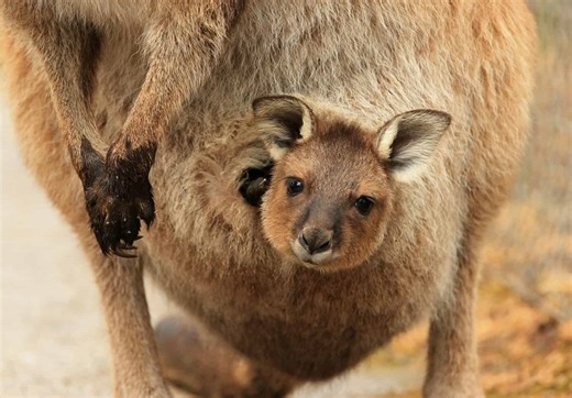 Take a Grand Tour Inside This Kangaroo's Cozy Pouch