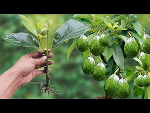 How to Propagate Avocado 2X Faster — Secret Method You Must Try!