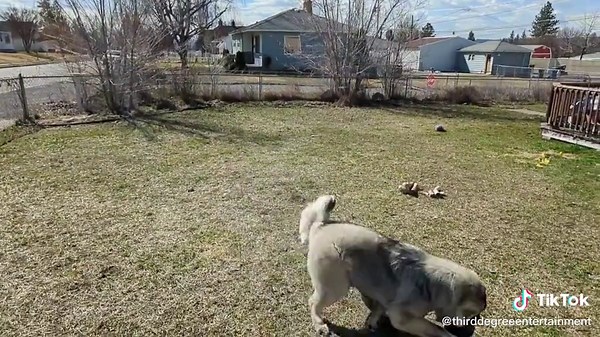 Caucasian Ovcharka: The Gentle Giant